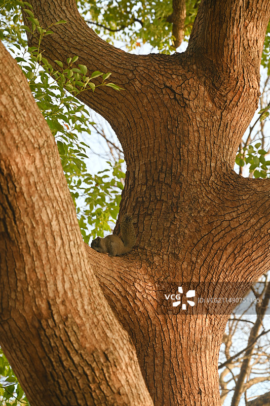 树干低角度视图图片素材