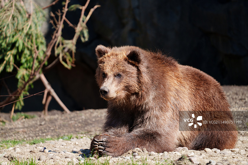布鲁克菲尔德动物园图片素材