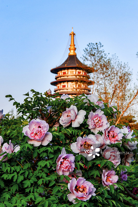 古建   牡丹    通天塔图片素材