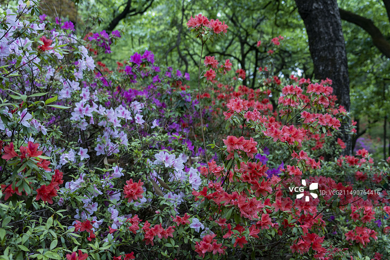 昆明黑龙潭公园杜鹃花盛开图片素材