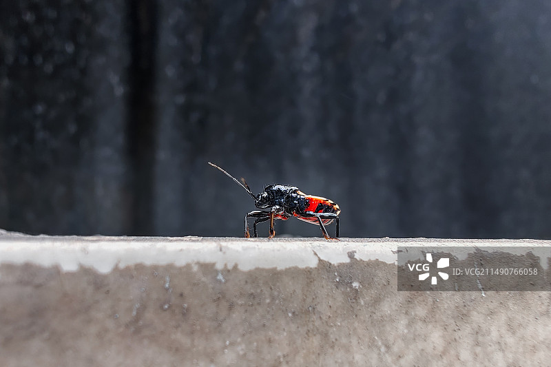 黑光猎蝽图片素材