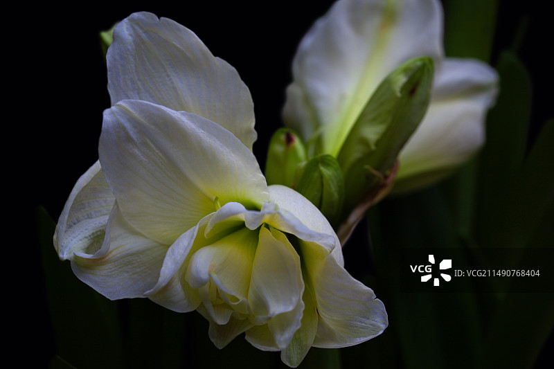 朱顶红 Amaryllis图片素材