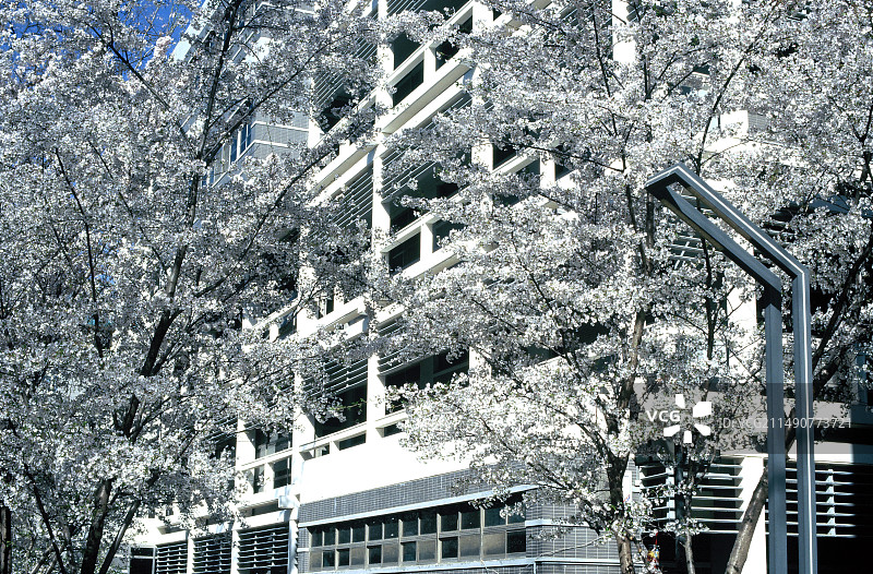 北京外国语大学樱花盛开图片素材