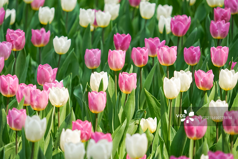 输卵管壶腹部是输卵管内部最宽阔的部位，因此受精卵在这个部位容易着床。  输卵管壶腹部是卵子受精的主要图片素材