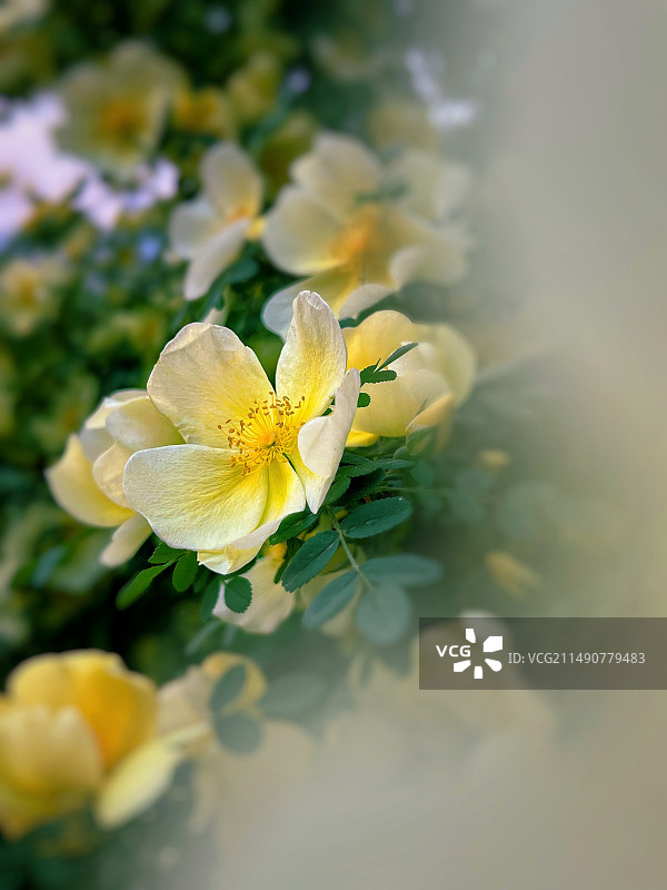 黄刺玫图片素材