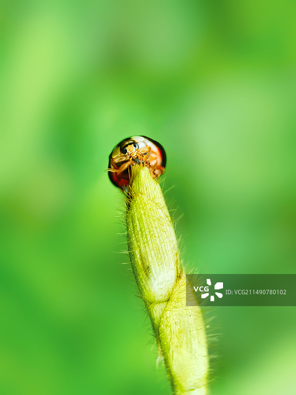 呆萌小瓢虫图片素材