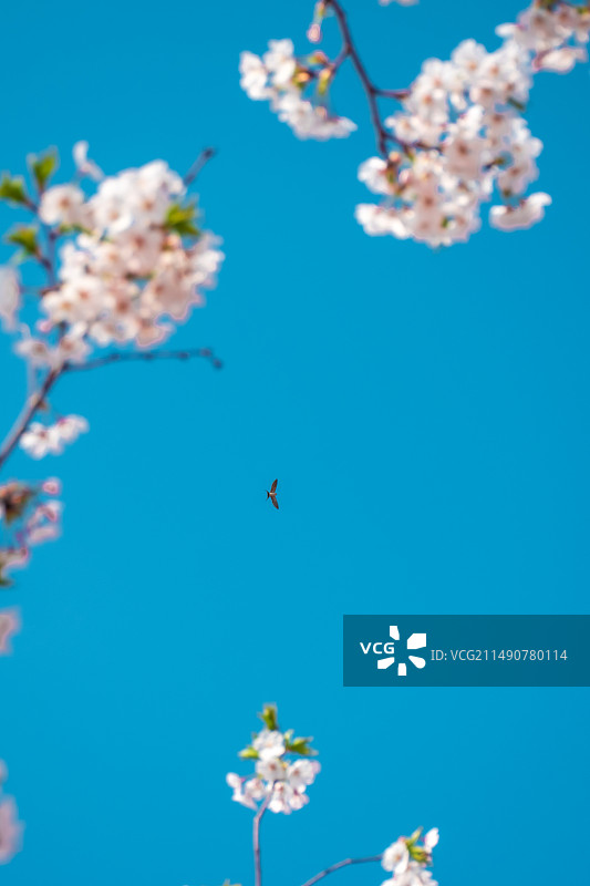 蓝天白云下的白色樱花特写图片素材