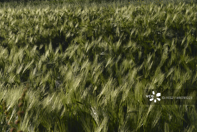 逆光下的麦芒图片素材