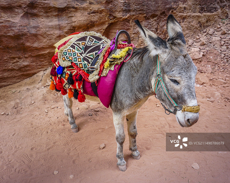 约旦佩特拉古城的毛驴图片素材