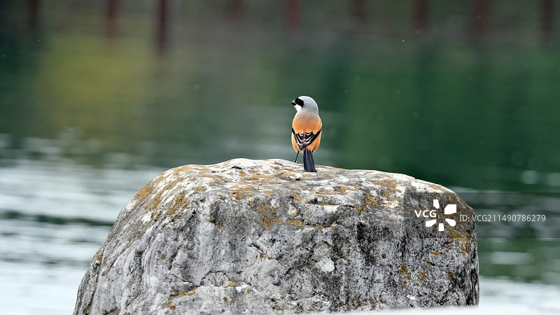 大石头上一只棕背伯劳鸟图片素材