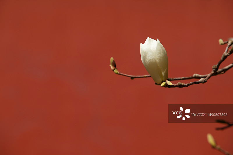 一朵含苞待放的玉兰花蕾,红墙,春天图片素材