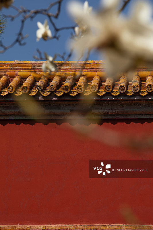 玉兰花开,红墙,春天,鲜花盛开图片素材