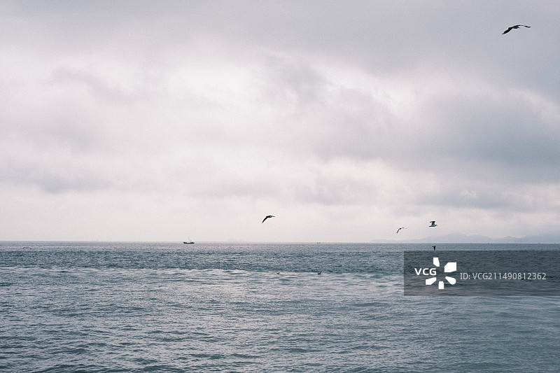 威海鸡鸣岛海鸥海浪图片素材