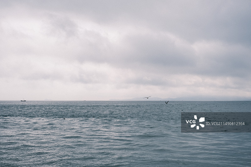 威海鸡鸣岛海鸥海浪图片素材