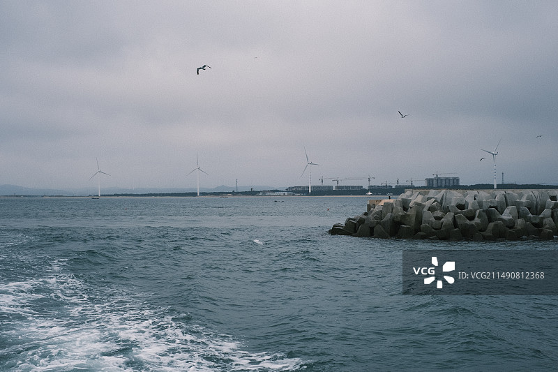 威海鸡鸣岛海鸥海浪图片素材