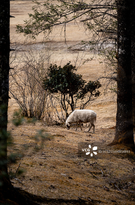 云南丽江玉龙雪山风景区云杉坪的羊图片素材