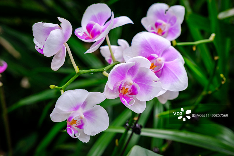 兰花珍稀植物图片素材