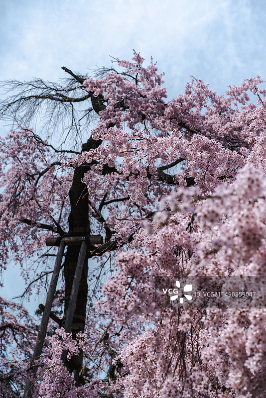 京都醍醐寺古老的垂枝樱图片素材