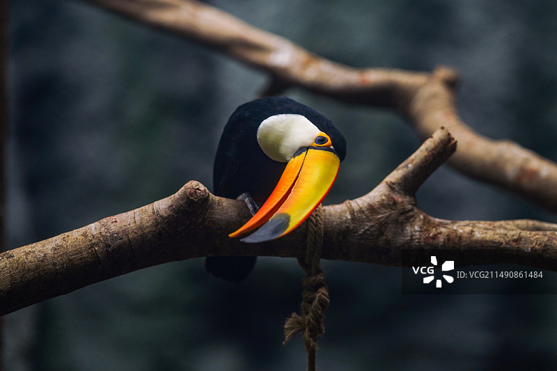 动物园图片素材