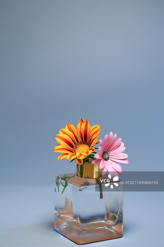 勋章菊与蓝目菊图片素材