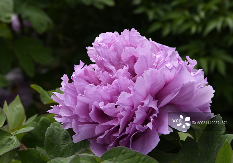 “中国牡丹之都”山东菏泽千余种牡丹竞相开放图片素材