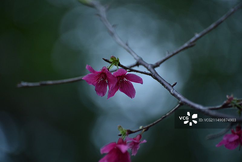 樱花 寒绯樱 钟花樱桃花 金钟湖公园图片素材