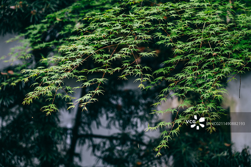 庭院里的绿色叶子枫叶图片素材