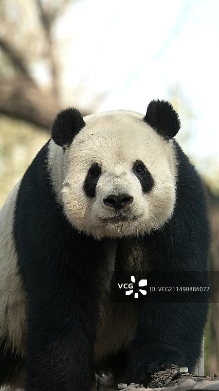 熊的特写镜头图片素材