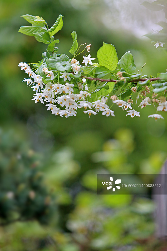 国家二级保护濒危树种秤锤树图片素材