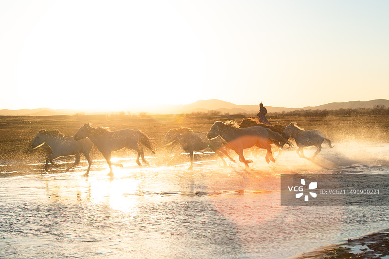 逆光夕阳下奔跑的马群图片素材