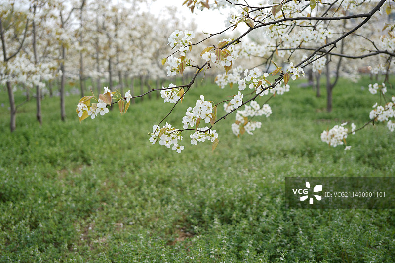 梨花树夏至草草地图片素材