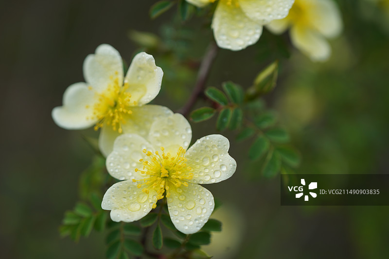 黄蔷薇花图片素材