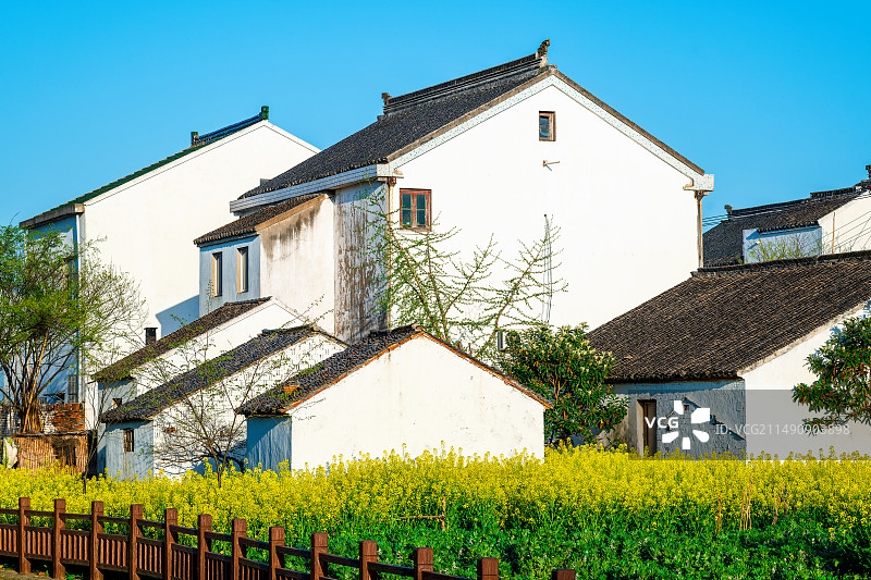 春天里的油菜花图片素材