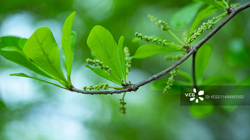 小叶榄仁图片素材