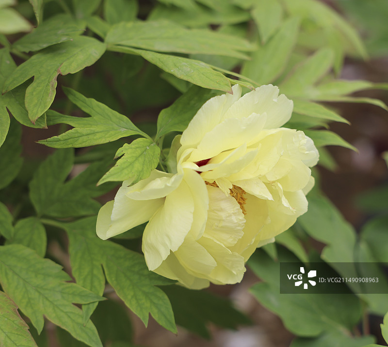 黄牡丹图片素材