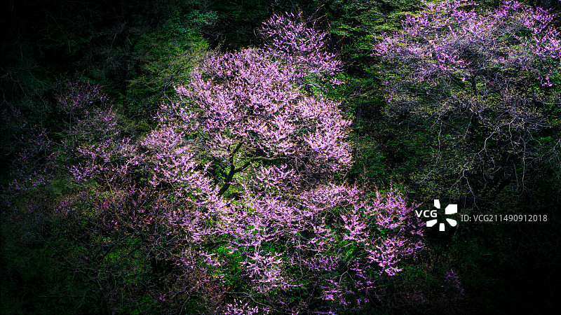 紫荆花图片素材