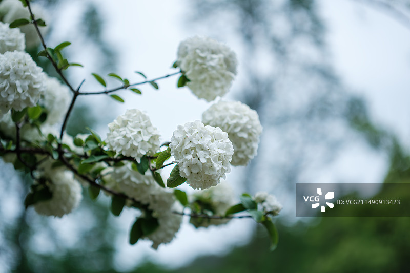 绣球花图片素材