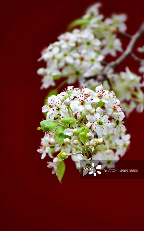 梨花图片素材