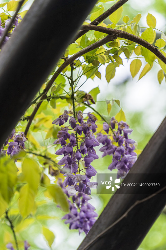 春天，苏州园林留园，紫藤花开图片素材