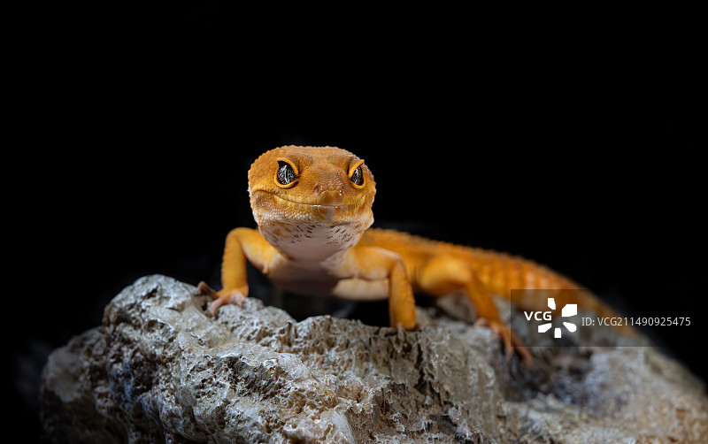 豹纹守宫图片素材