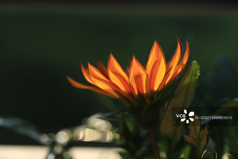 阳光下盛开的勋章菊图片素材