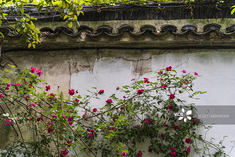 春天，苏州园林留园，蔷薇花开图片素材