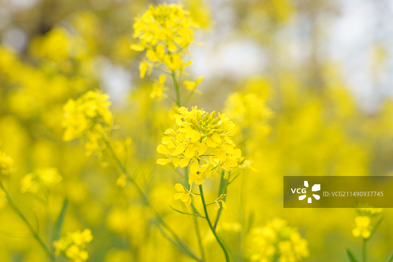 淮安柳树湾春景图片素材
