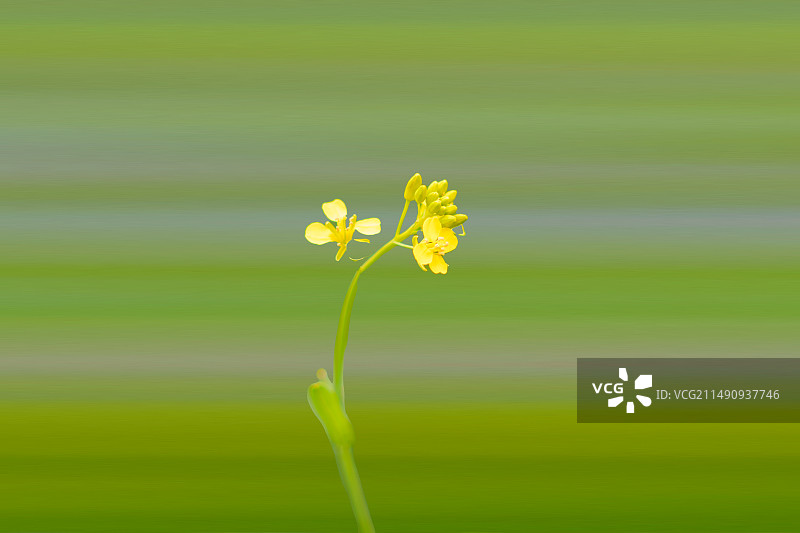 淮安柳树湾春景图片素材