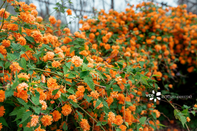 淮安柳树湾春景图片素材