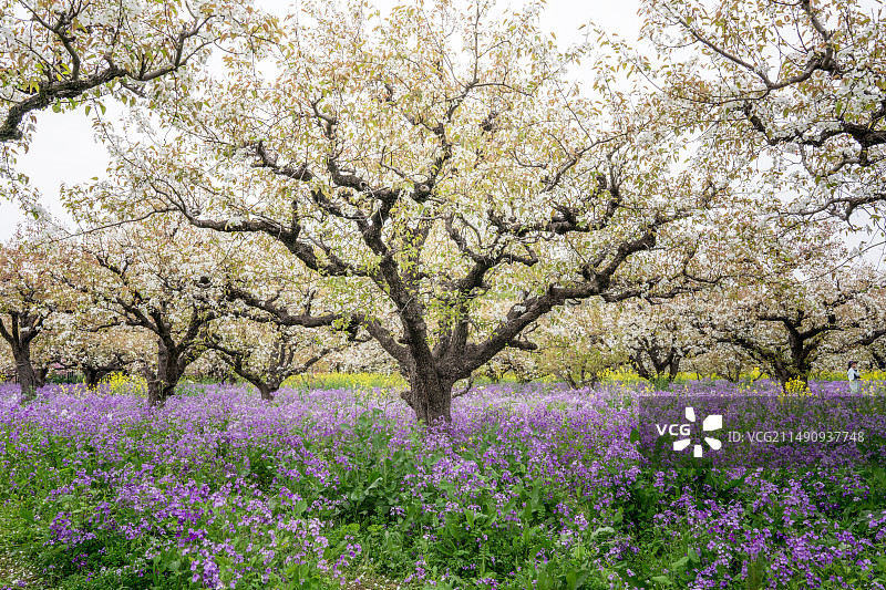 淮安柳树湾春景图片素材