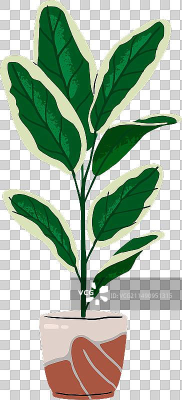 大叶观赏盆栽图片素材