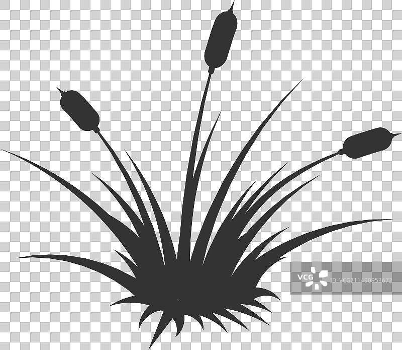 生长在沼泽植物中的芦苇黑色剪影图标图片素材