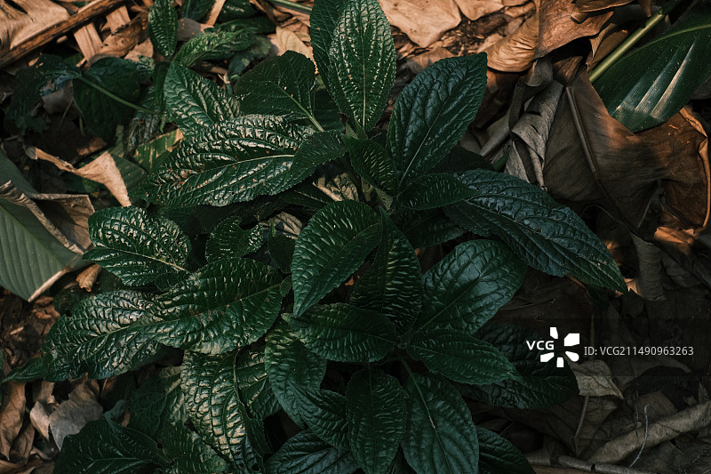 艳芦莉图片素材