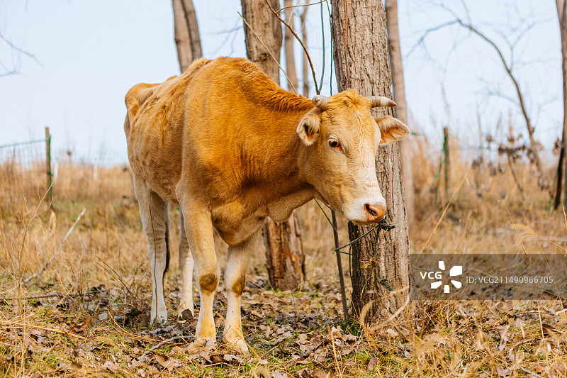 养殖肉牛图片素材